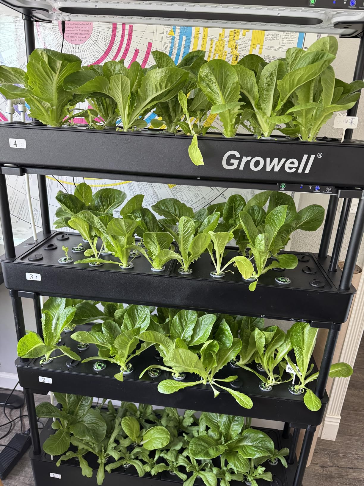 Growell Large Hydroponics Growing System Kit, 120 Pods Vertical Hydroponic Garden with 2 Light Modes Grow Light, Auto Circulating Water System, 48L Indoor Gardening System for Herb Vegetable Fruit customer photo 1