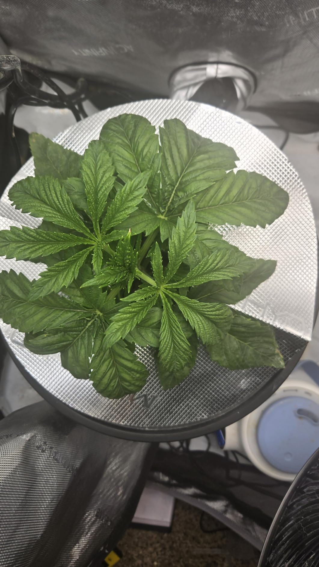MARS HYDRO DWC Hydroponics Grow System Kit with Recirculating Top Drip, 11W Air Pump, Air Stone, Hose & 4 Buckets, 5 Gallon Deep Water Culture Indoor Hydroponic System customer photo 2