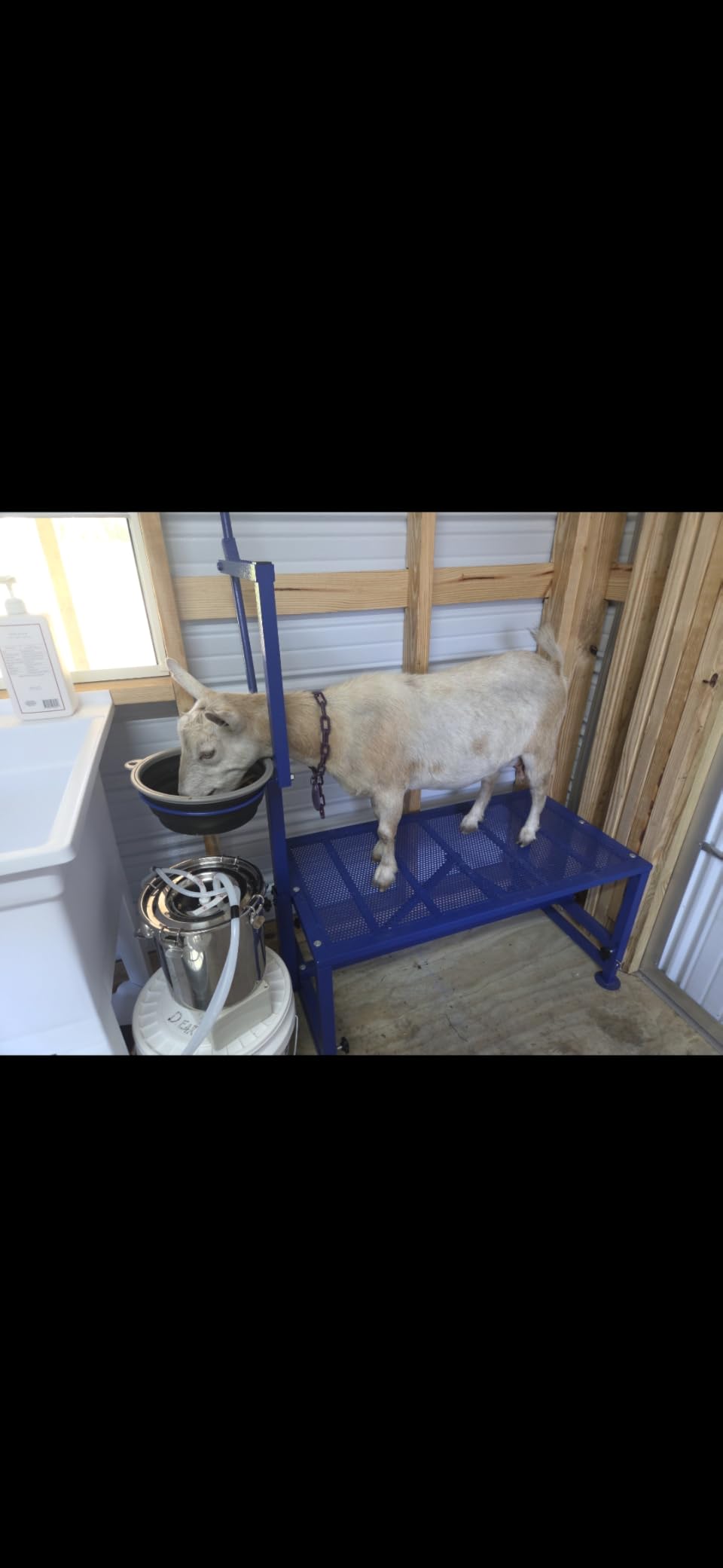Goat Milking Stand with Feed Bin, 400LB Heavy Duty Goat Stand for Hoof Trimming & Grooming, Adjustable Goat Stanchion for Small Goats & Sheep, Black customer photo 1