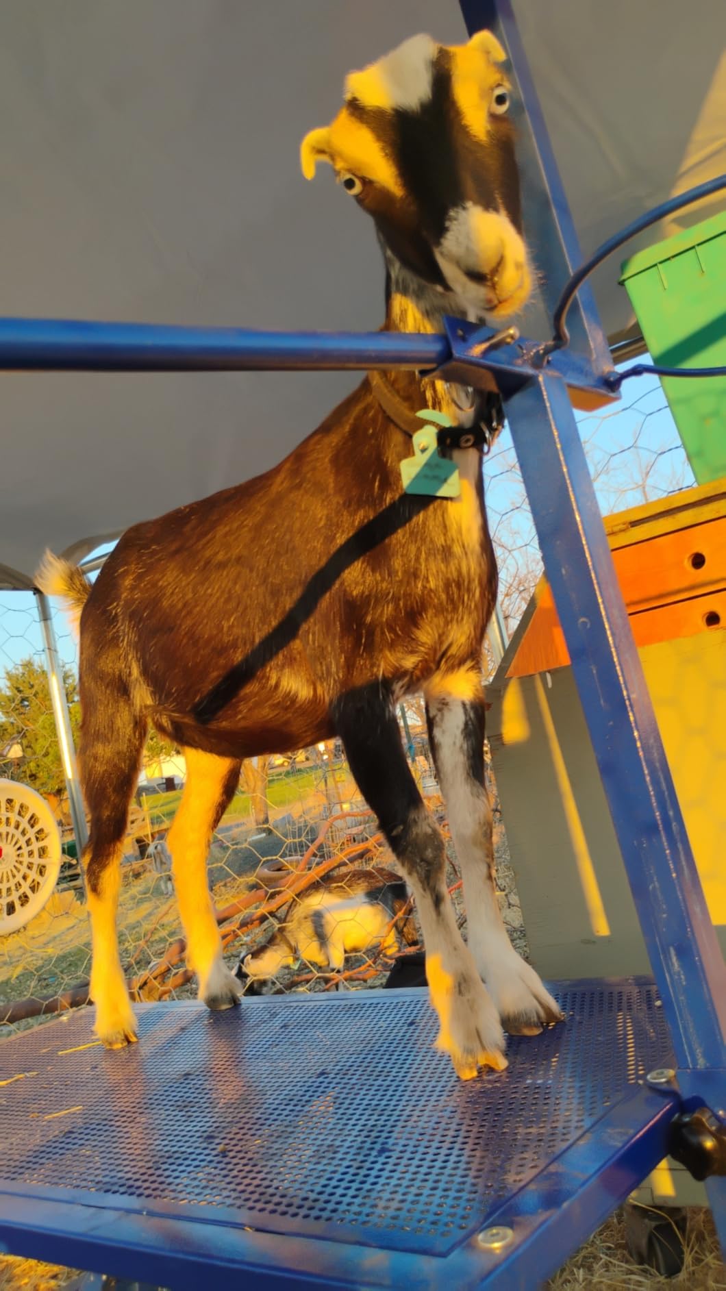Goat Milking Stand with Feed Bin, 400LB Heavy Duty Goat Stand for Hoof Trimming & Grooming, Adjustable Goat Stanchion for Small Goats & Sheep, Black customer photo 2