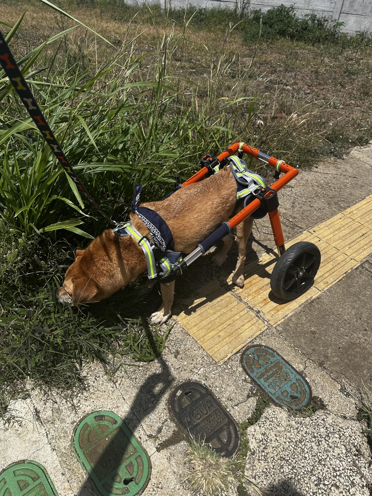 VEVOR Dog Wheelchair for Back Legs, Lightweight 2 Wheels Pet Wheelchair, Height, Width & Length Adjustable, Dog Cart with Shock-Absorbing Wheels, for Injured, Disabled Dogs customer photo 2