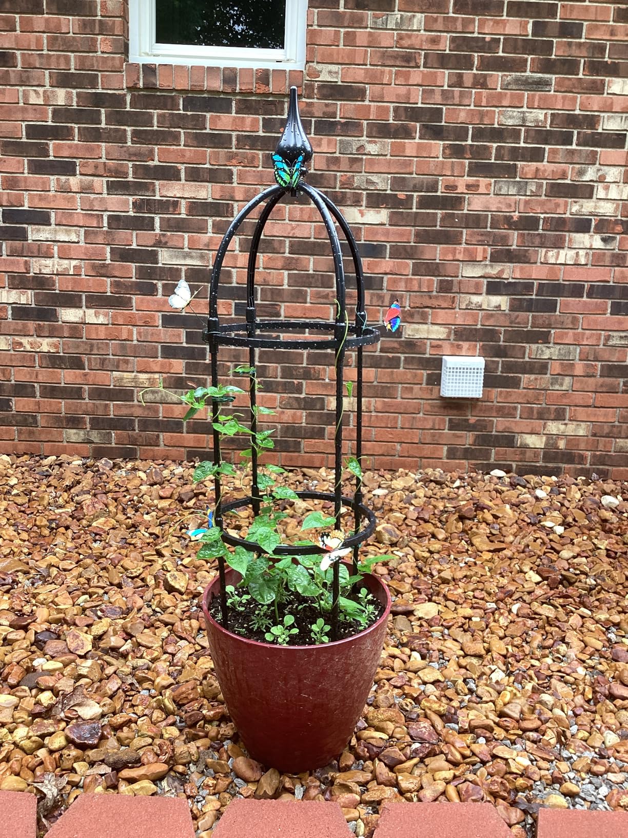 Wellsign 100% Metal Obelisk Trellis for Climbing Plants Outdoor Garden Tower Trellis 6.6ft, Plant Support with Garden Twist Tie for Tomato Cucumber Ivy Vines Rose Potted Plant Trellis Indoor 2 Pack customer photo 1