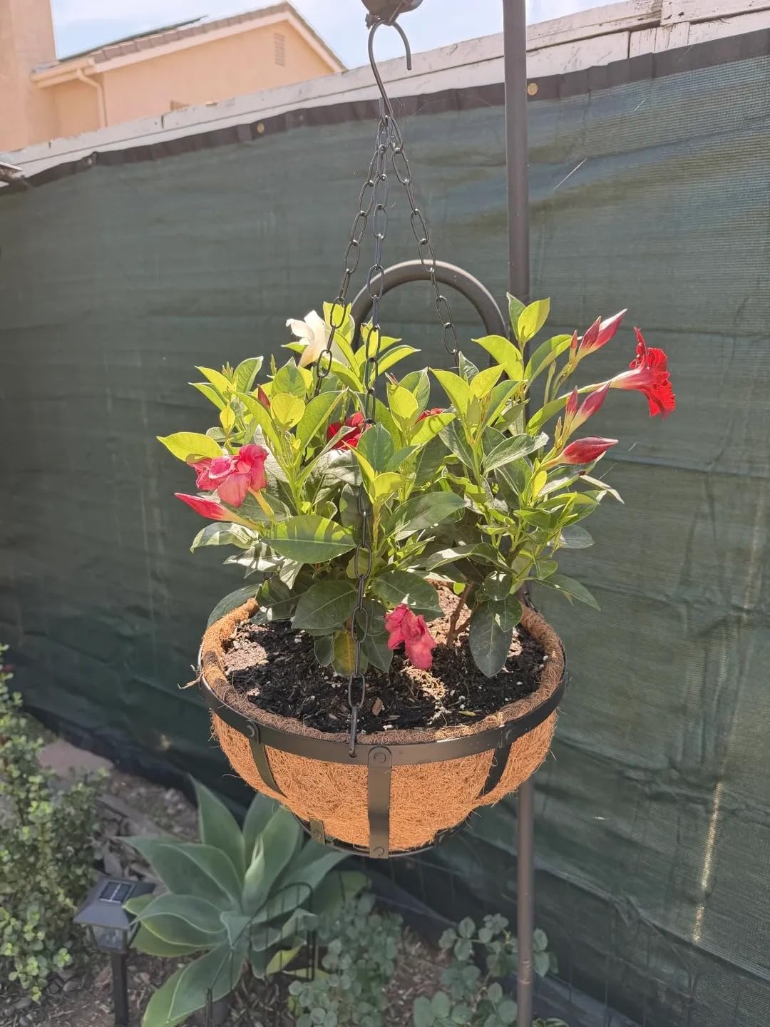 VOXOR Metal Hanging Baskets for Plants, Heavy Duty Wrought Iron Hanging Baskets with Coco Liner & Reinforced Chain, Ideal for Garden, Patio & Porch Decoration (3 Pack, 12 Inch) customer photo 1