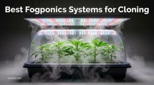 Best Fogponics Systems for Cloning