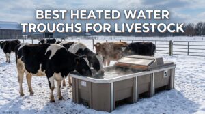 Best Heated Water Troughs for Livestock