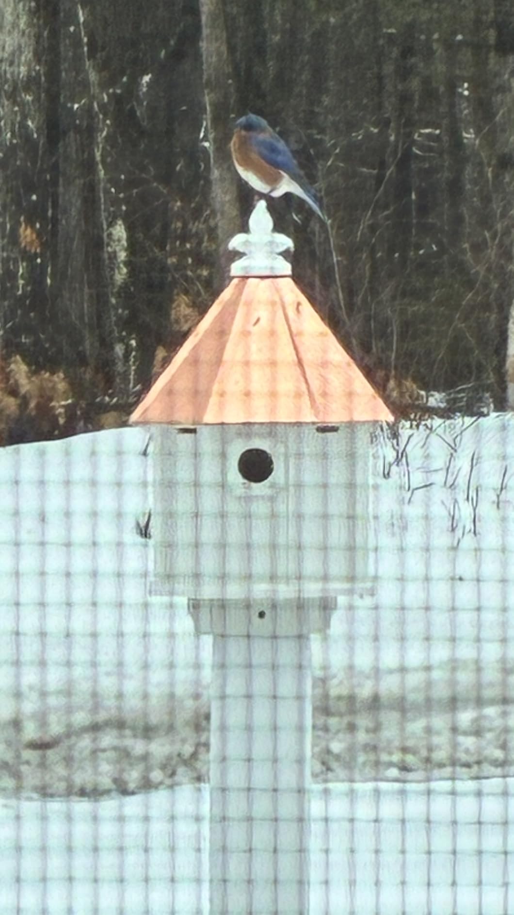 Handmade Copper Roof Bluebird House for Bluebirds & Songbirds, Made in USA (H8C) (4