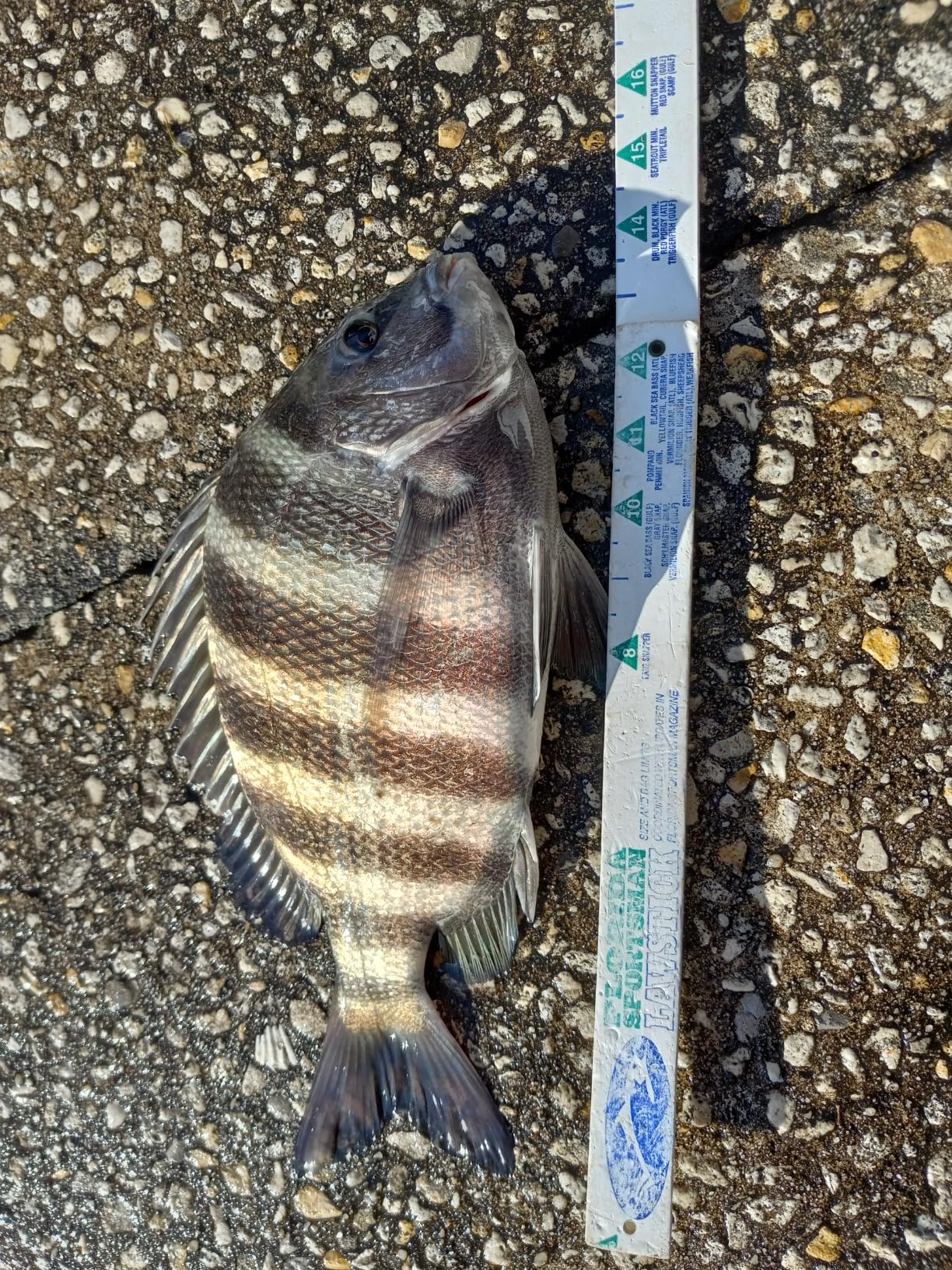 B'n'M Pro Staff Trolling Rod (3-Piece) customer photo 1