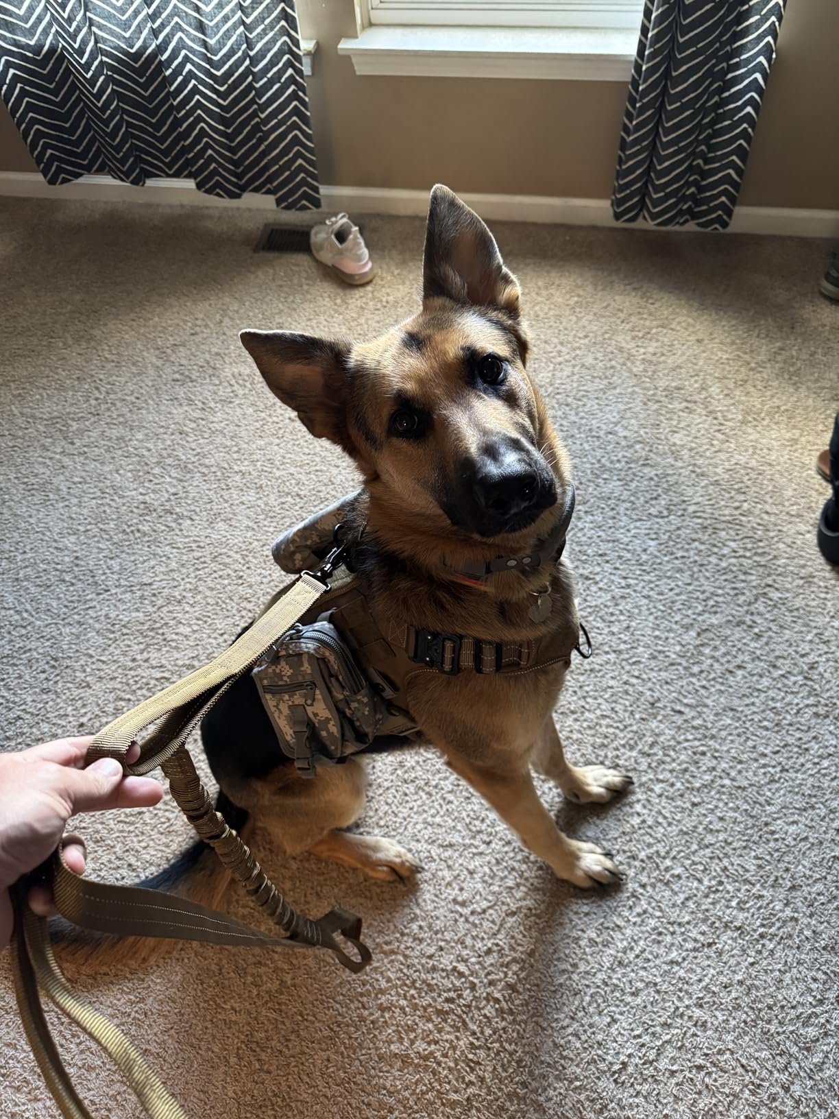 ICEFANG Tactical Dog Harness, Large Size, 2X Metal Buckle, Working Dog MOLLE Vest with Handle, No Pulling Front Leash Clip, Hook and Loop Panel (Grey, L) customer photo 2