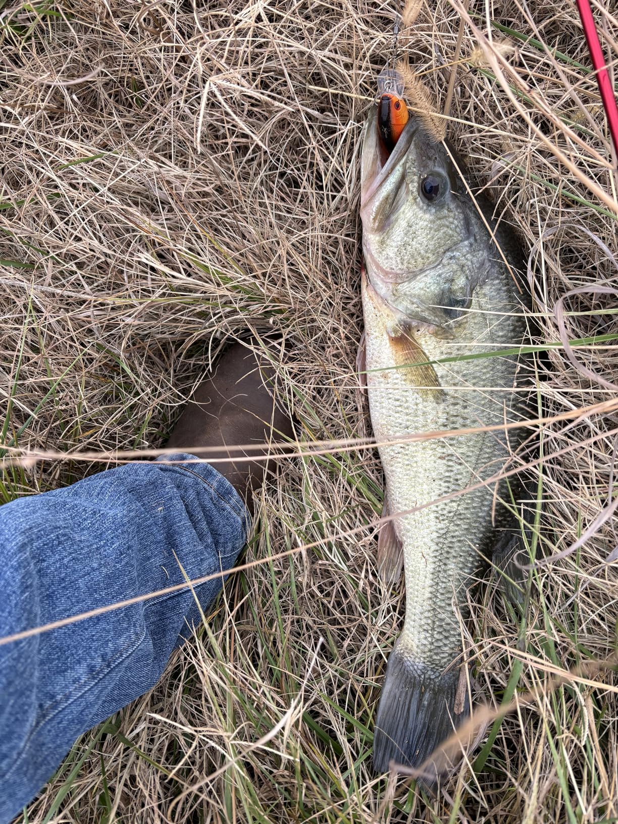 Ugly Stik Carbon Spinning Fishing Rod customer photo 1