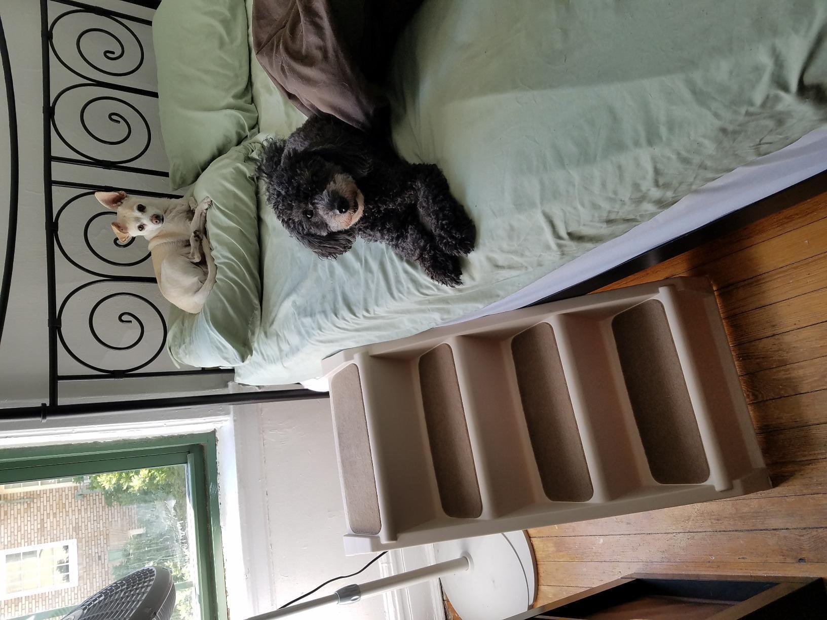 PetSafe CozyUp Folding Dog Stairs, Portable Indoor/Outdoor Pet Steps for Bed & Couch, Grey, 25 Inch customer photo 1