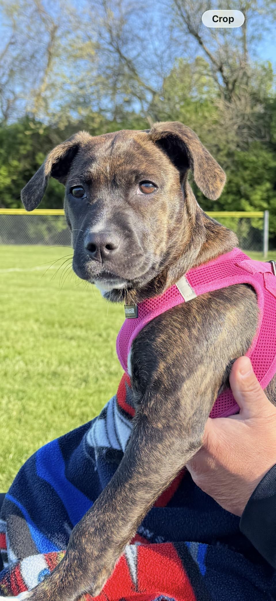 Best Pet Supplies Voyager Step-in Air Harness - All Weather Mesh, Reflective, No Pull Harness for Dogs, Cats - Secure with Hook & Loop Fastener, Buckle, Double D-Rings - Fuchsia, L customer photo 2