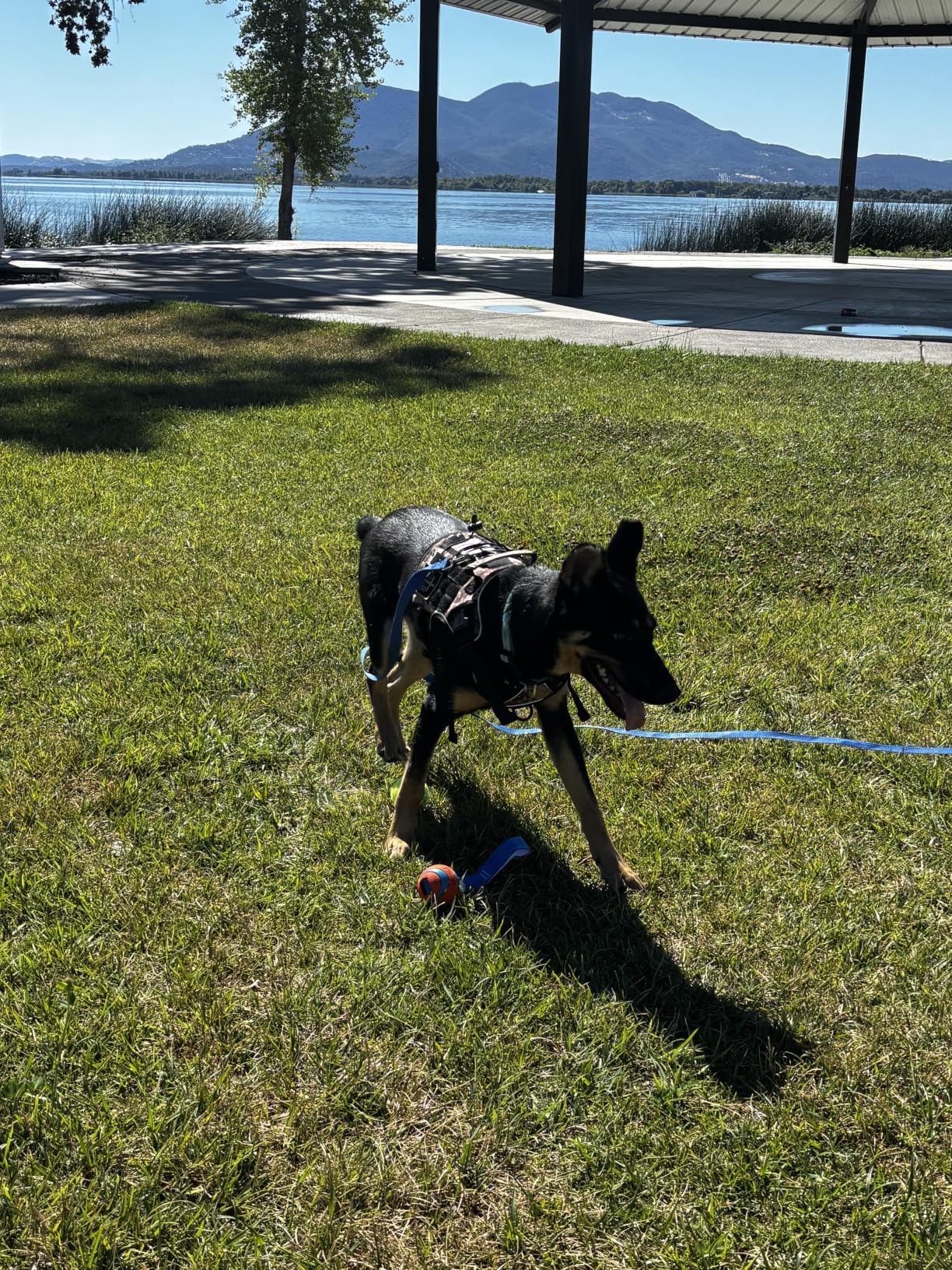 WINGOIN Tactical Dog Harness for Large Dogs, Heavy Duty No Pull Dog Harness with Handle, Adjustable Reflective Military K9 German Shepherd Big Size Dog Vest for Walking, Training, Hunting, Green (L) customer photo 1