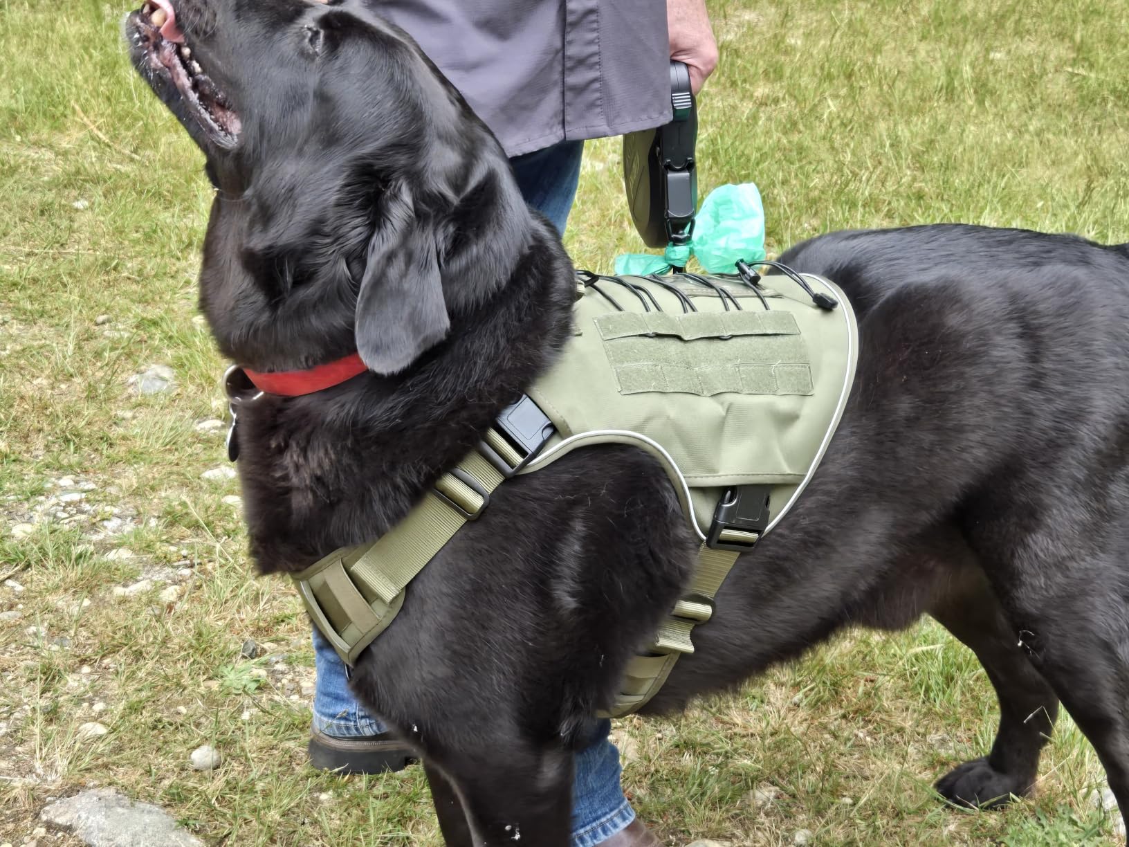 WINGOIN Tactical Dog Harness for Large Dogs, Heavy Duty No Pull Dog Harness with Handle, Adjustable Reflective Military K9 German Shepherd Big Size Dog Vest for Walking, Training, Hunting, Green (L) customer photo 2