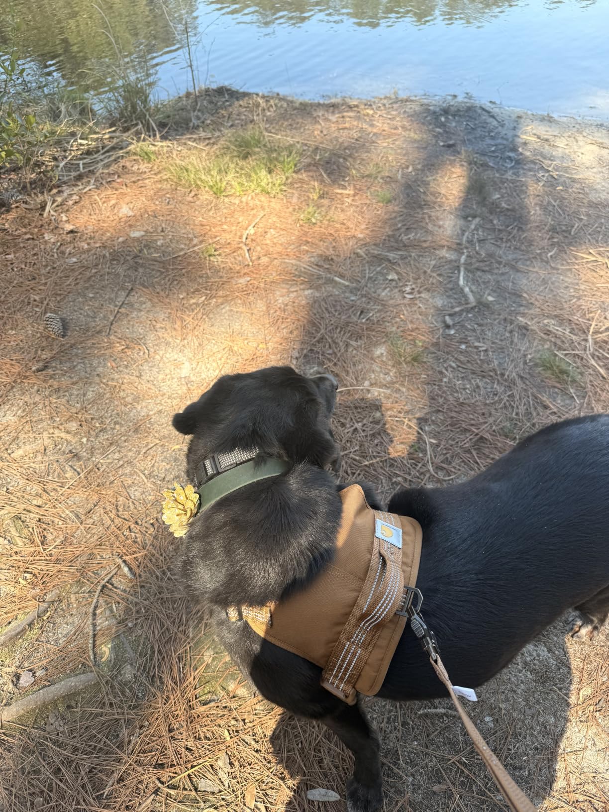 Carhartt Nylon Duck No Pull Dog Harness, Fully Adjustable Dog Harness with Quick Control Handle and Reflective Accents, Carhartt Brown, Medium customer photo 2