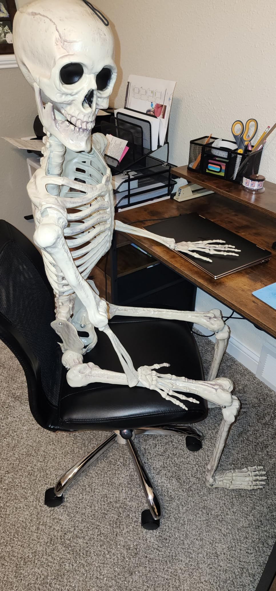 JOYIN 5.6 FT Halloween Posable Life Size Skeleton, Full Body Realistic Bones with Movable Joints, Giant Skeletons Halloween Decorations for Indoor Outdoor Haunted House Props customer photo 1