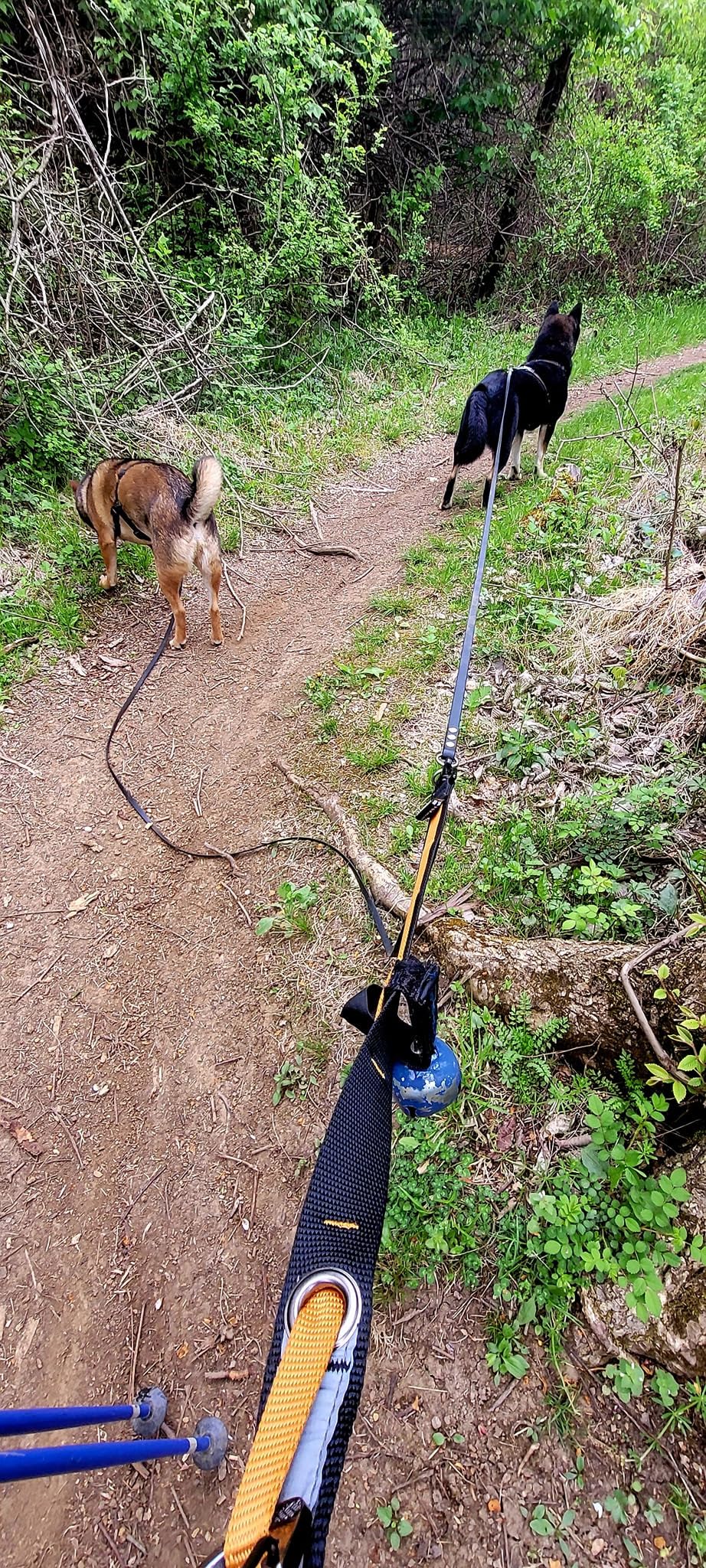 Kurgo 6 in 1 Quantum Leash, Hands Free Leash for Dogs, Running Belt Lead, Crossbody & Waist Belt Style, Reflective, Carabiner Clip, for Training, Hiking, or Jogging, 4 Colors customer photo 1