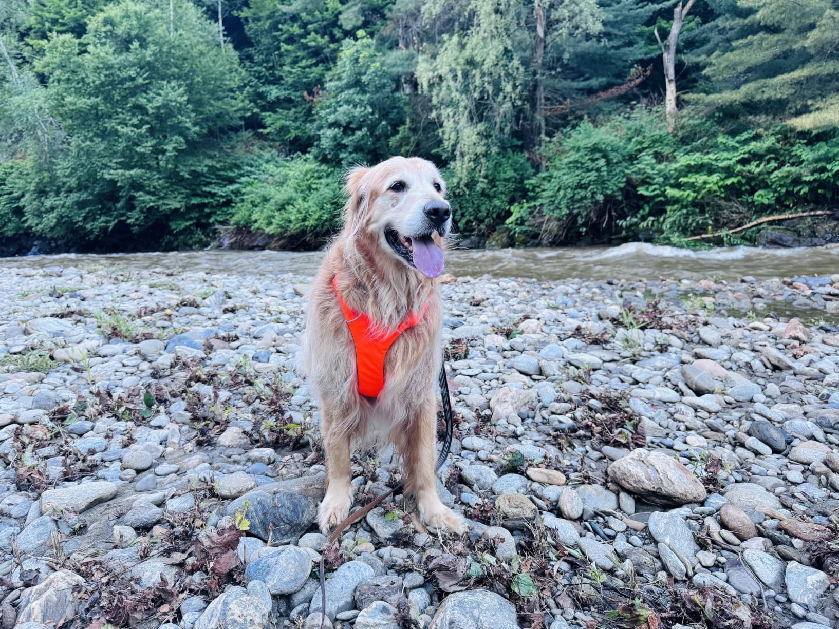 Ruffwear, Front Range Dog Harness, Reflective Soft Padded Everyday Harness with Dual Leash Clips, Adjustable and Lightweight Fit for Training or Walking for All Dogs, Moonlight Mountains, Medium customer photo 1
