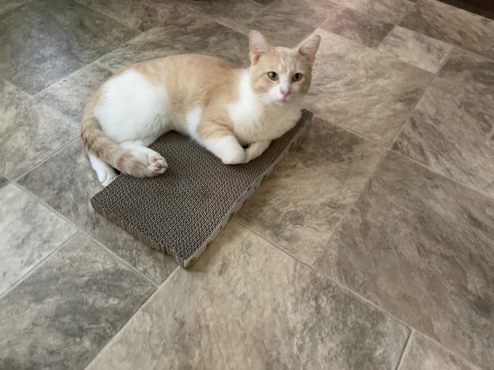 TIMHAKA Cat Scratching Board, Corrugate Cat Scratcher for Indoor Cats with Catnip, Cat Scratch Pad with Premium Scratch Textures Design, Cardboard Cat Scratcher with Double-Sided Usability (Pack of 2) customer photo 2