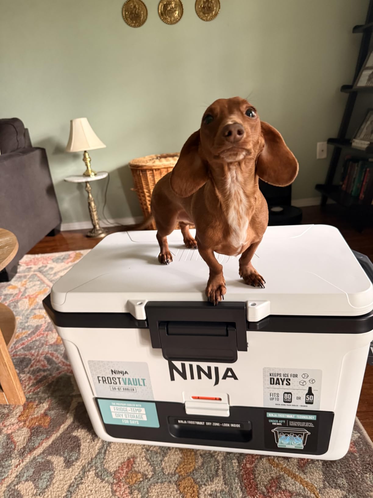 Ninja FB151BL FrostVault 50qt Hard Cooler with Dry Zone, Integrated Fridge-Temp Dry Storage Drawer, Premium Heavy-Duty Insulated Cooler, Keeps Ice for Days, Lakeshore Blue customer photo 1