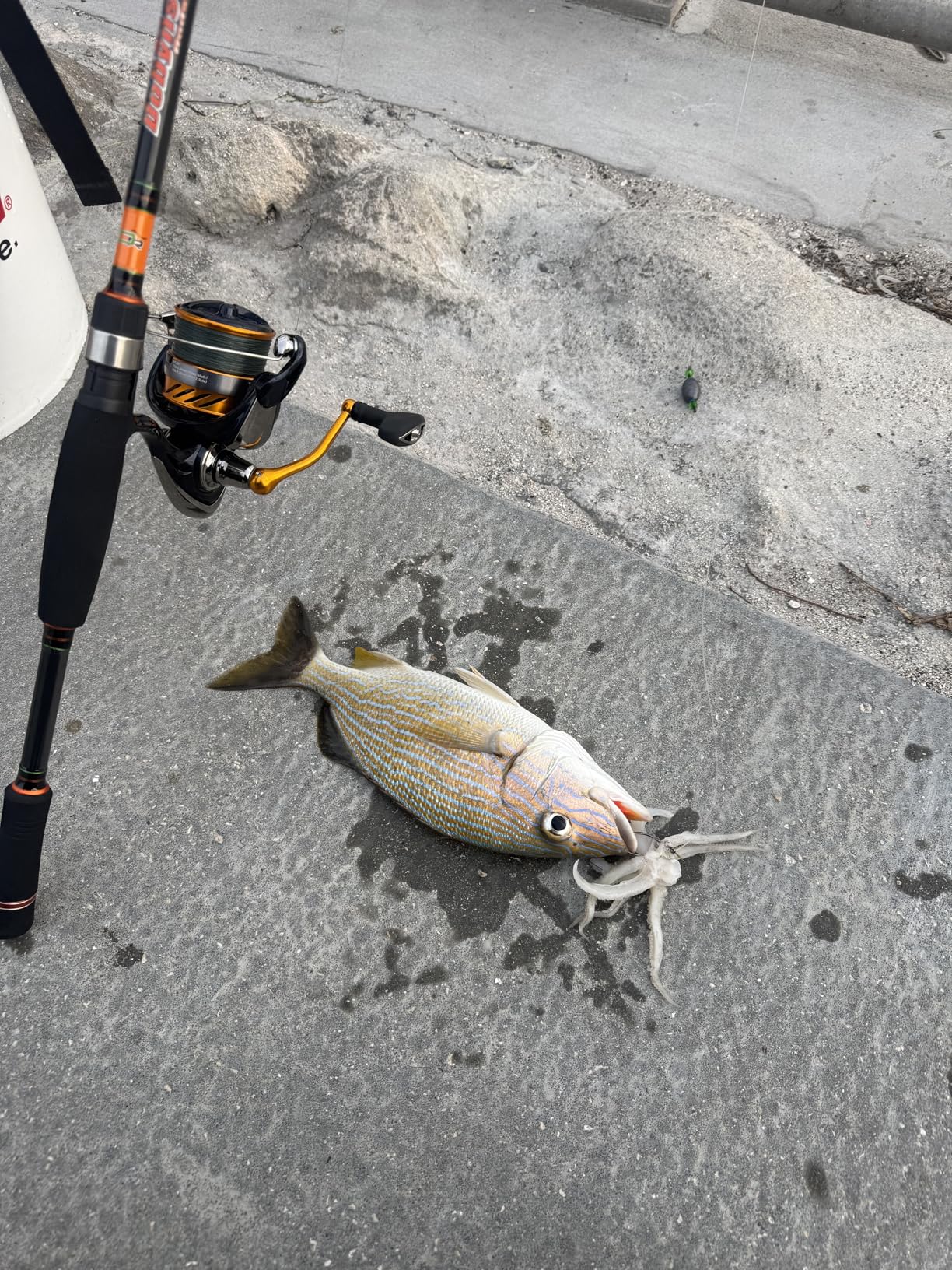 Dobyns Rods Maverick Series customer photo 1