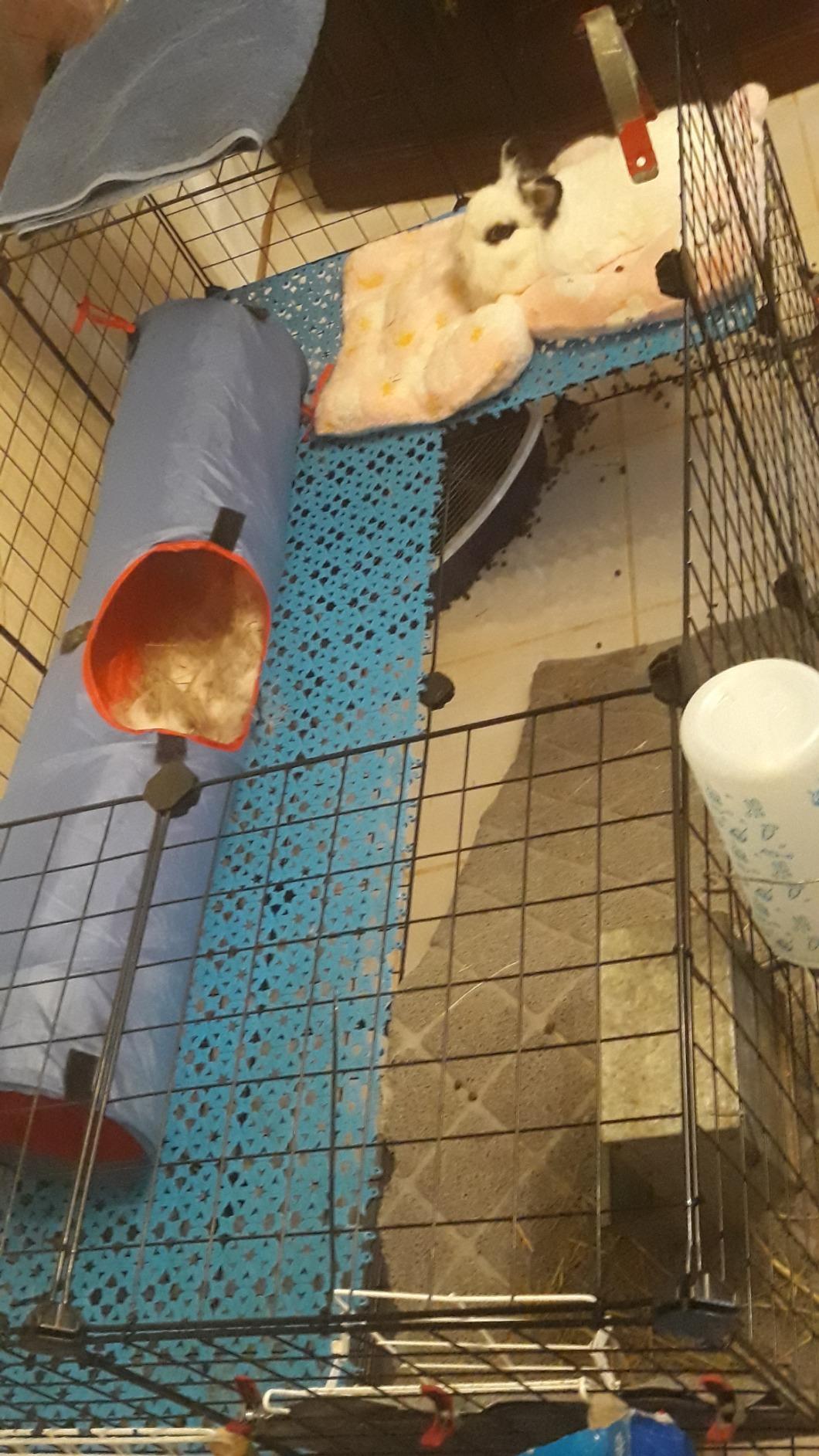 SONGMICS 36 Panels Pet Playpen, Small Animal Playpen, Rabbit Guinea Pig Cage, Zip Ties Included, Metal Wire Apartment-Style Two-Story Pet Premium Villa for Bunnies Puppies, Indoor Use, Black ULPI002B01 customer photo 2