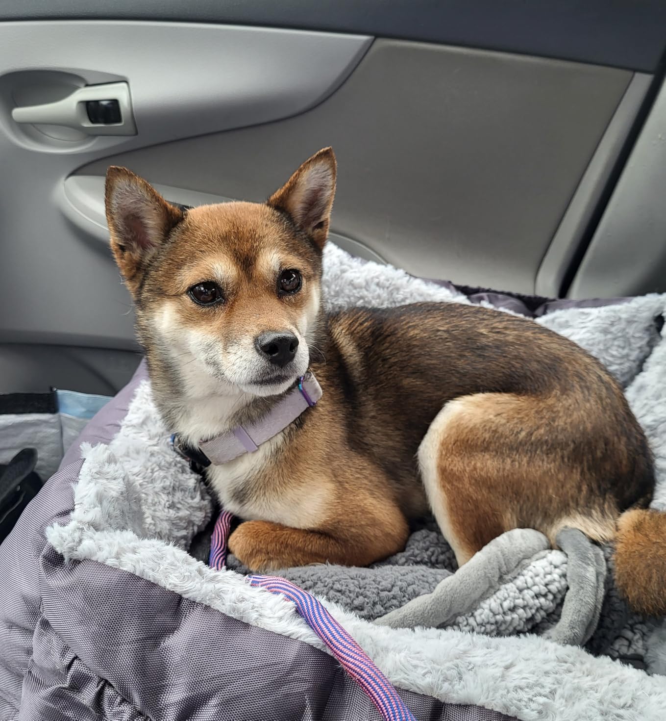 Oiilores Dog Car Seat for Small Dogs, Washable Pet Booster Car Seats with Clip-On Safty Leash, Comfy Deluxe Plush Carseat with Storage Pockets, Puppy Travel Carrier Bed for Dogs Under 25 lbs, Grey customer photo 1