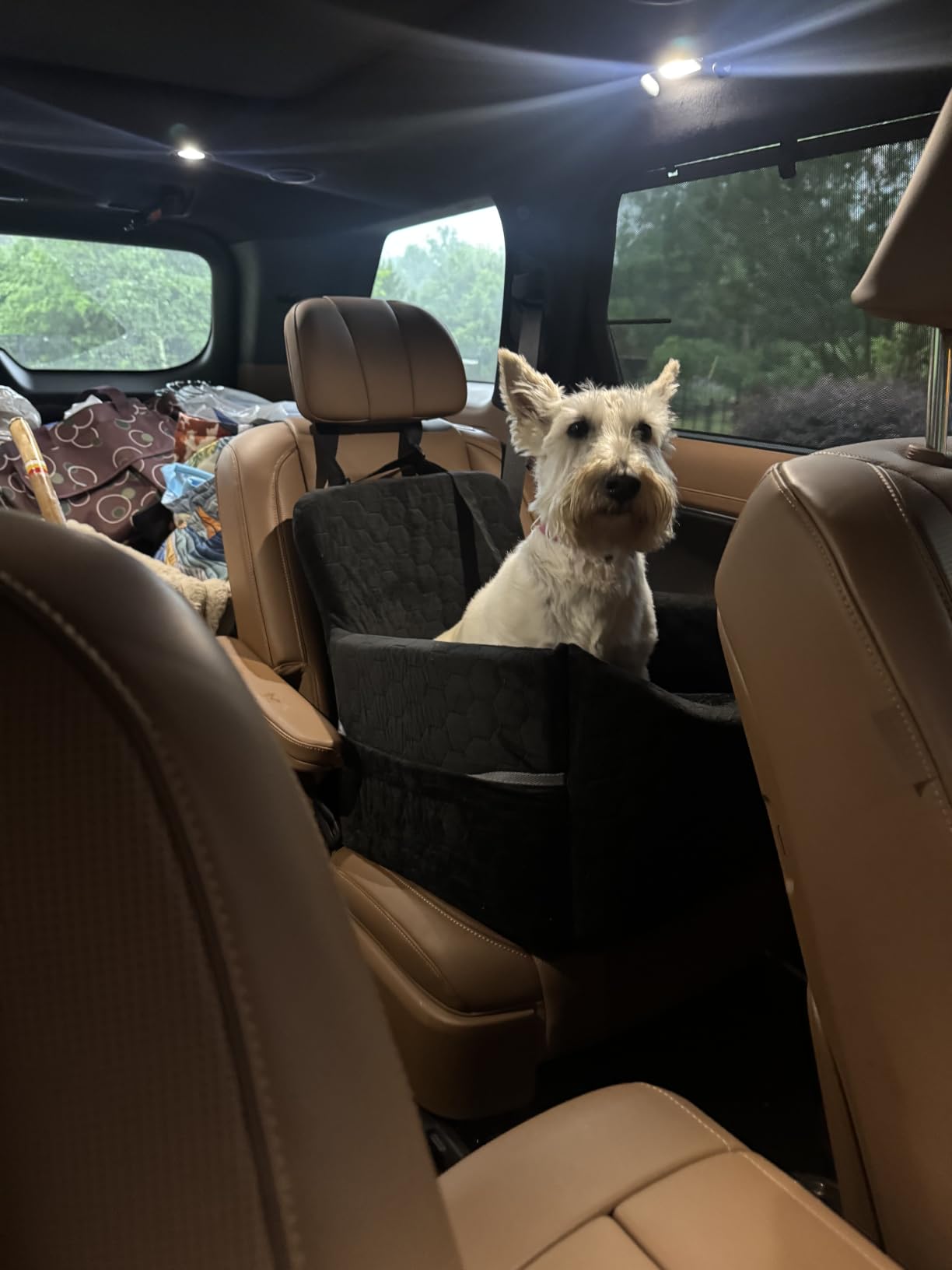 Dog Car Seat for Small/Medium Dogs, Memory Foam Dog Booster Seat, Travel Safety Per Car Seat with Washable Removable Cover, Storage Pockets for Dogs up to 35 lbs(Gray) customer photo 1