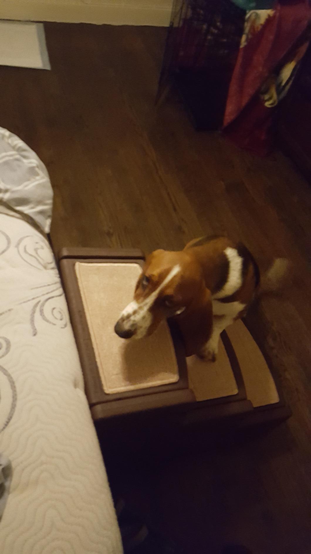 Pet Gear Easy Step III Pet Stairs, Coffee Bean, 3 Step, For Cats/Dogs, Removable Washable Carpet Treads, Supports 150 Pounds, No Tools Required customer photo 1
