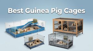 best small animal cages for guinea pigs