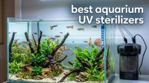 best aquarium UV sterilizers