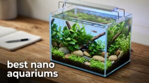 best nano aquariums