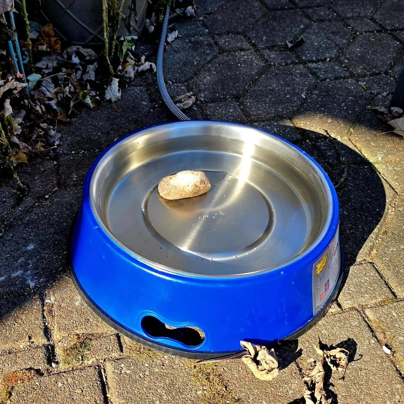 Farm Innovators Heated Pet Water Bowl, 60W, 1.5 Gallon | Plastic Heated Water Dish, Watering Station with Anti-Chew Cord Protector for Dogs & Cats customer photo 1