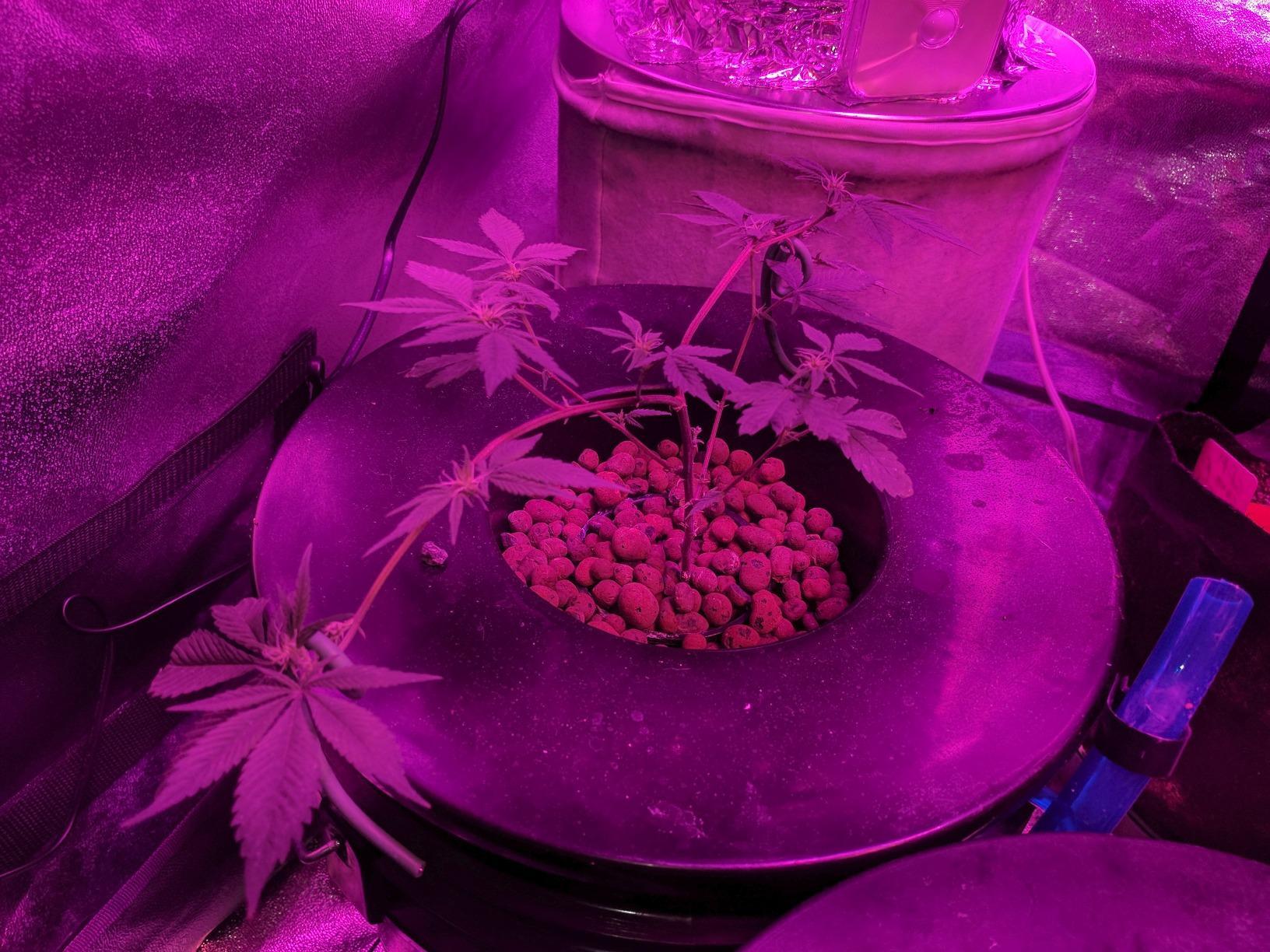 Deep Water Culture (DWC) Hydroponic Bubbler Bucket Kit by PowerGrow Systems (4) 5 Gallon - 6