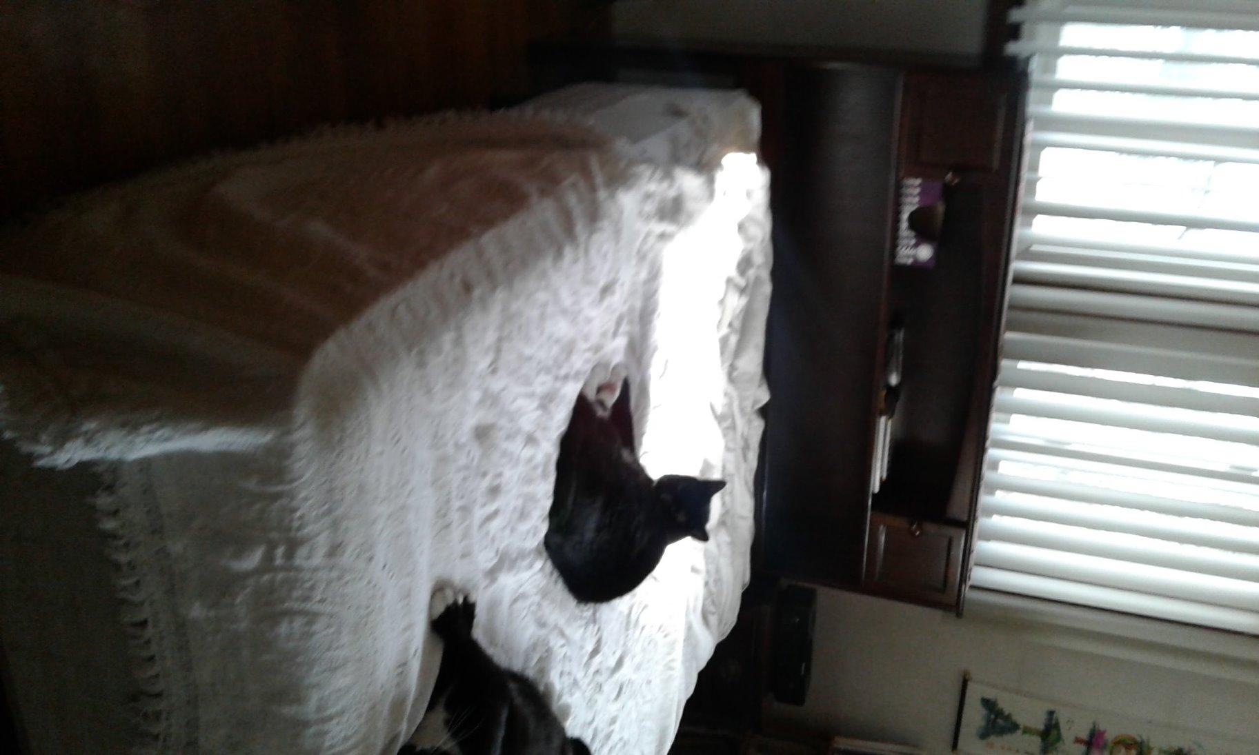 AFI, Newport Full Bookcase Headboard, Walnut customer photo 2