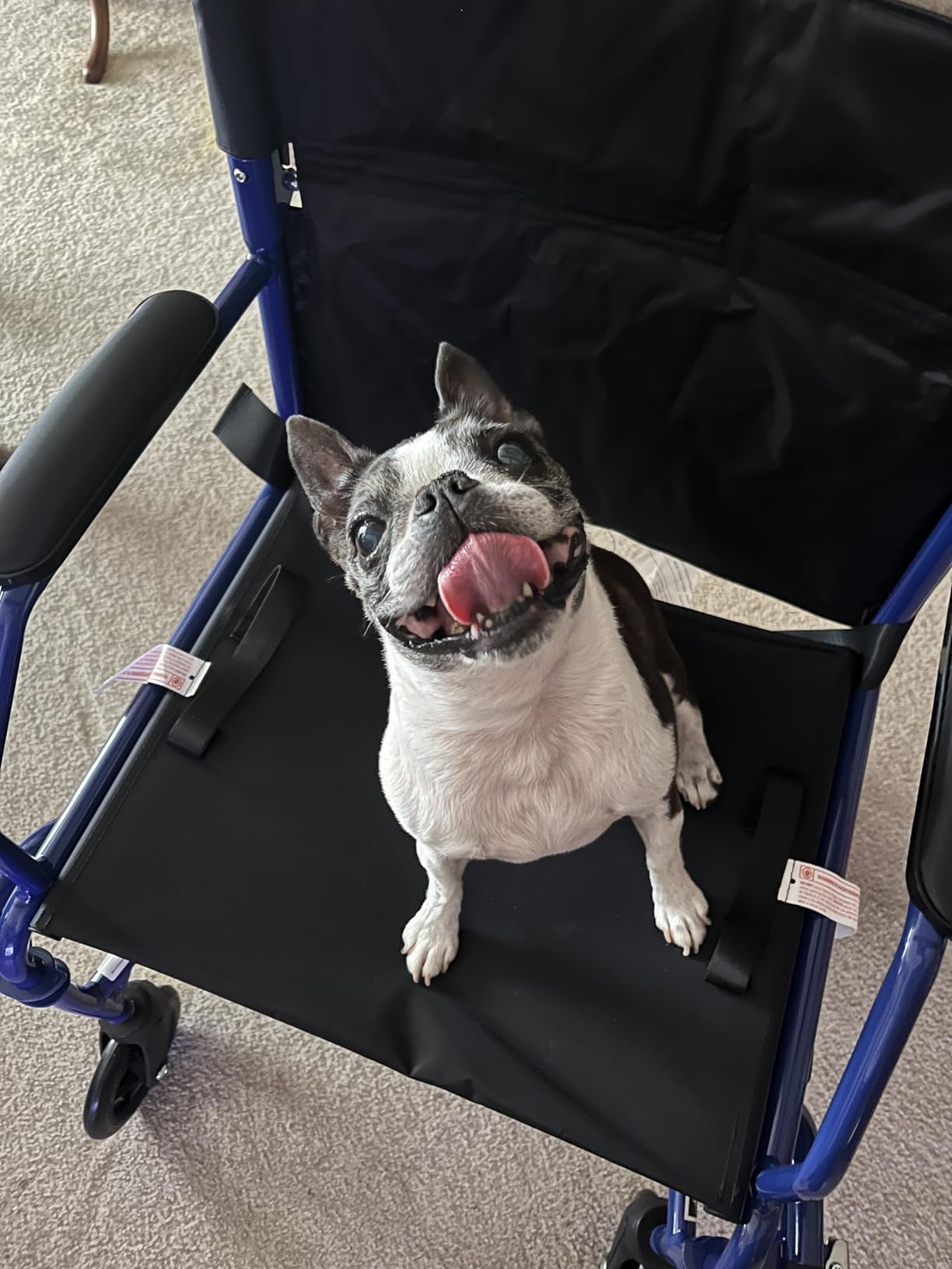 Medline Ultra Lightweight Transport Wheelchair for Adults, Foldable, 19-Inch Seat Width, Black Frame, Black Upholstery customer photo 2
