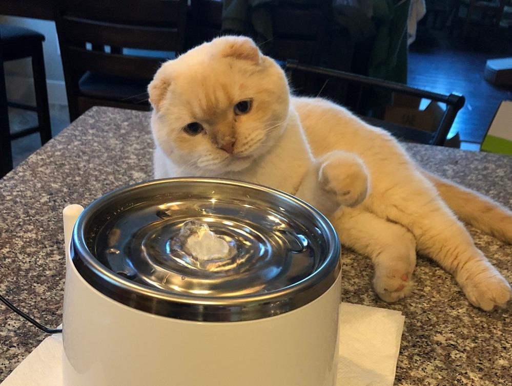 Catit Fresh & Clear Stainless Steel Cat Water Fountain, 50023 customer photo 2