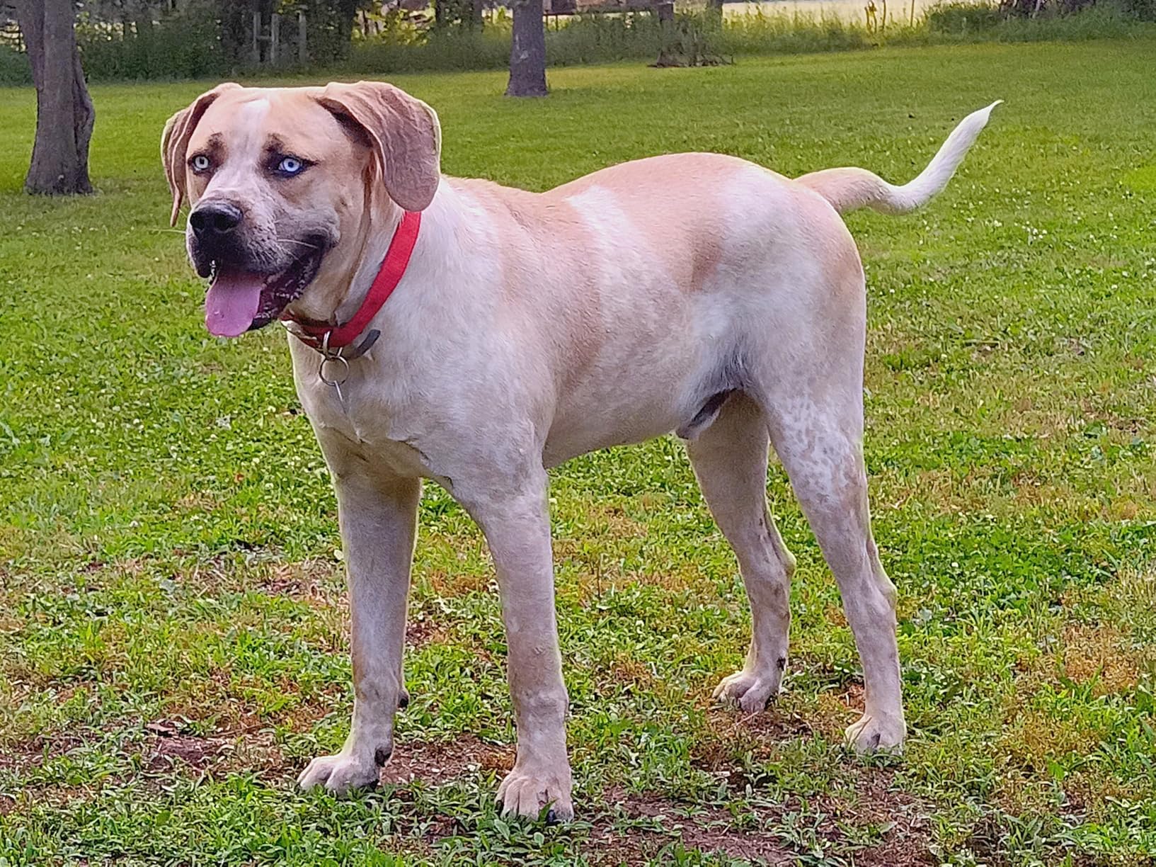Wisdom Panel Breed Discovery Dog DNA Testing Kit - Most Accurate Dog Breed Identification - Test for 430+ Breeds, MDR1 Health Test, Ancestry, Relatives customer photo 2