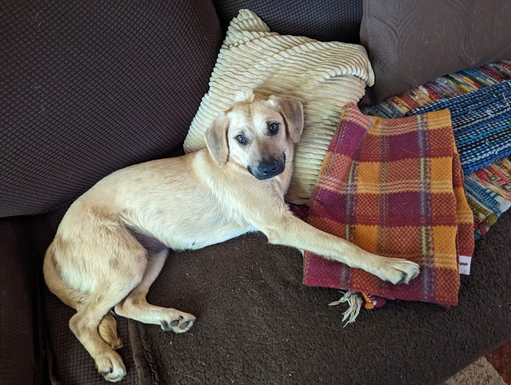 Embark Breed & Health Dog DNA Test - 400+ Breeds, 270+ Health Risks | Only dog DNA testing kit with allergy risk scores. Coat and size traits, canine relative finder, genetic cancer risk score. customer photo 1