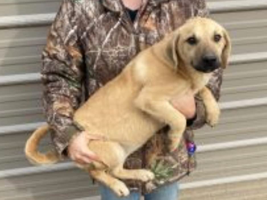 Embark Breed & Health Dog DNA Test - 400+ Breeds, 270+ Health Risks | Only dog DNA testing kit with allergy risk scores. Coat and size traits, canine relative finder, genetic cancer risk score. customer photo 2