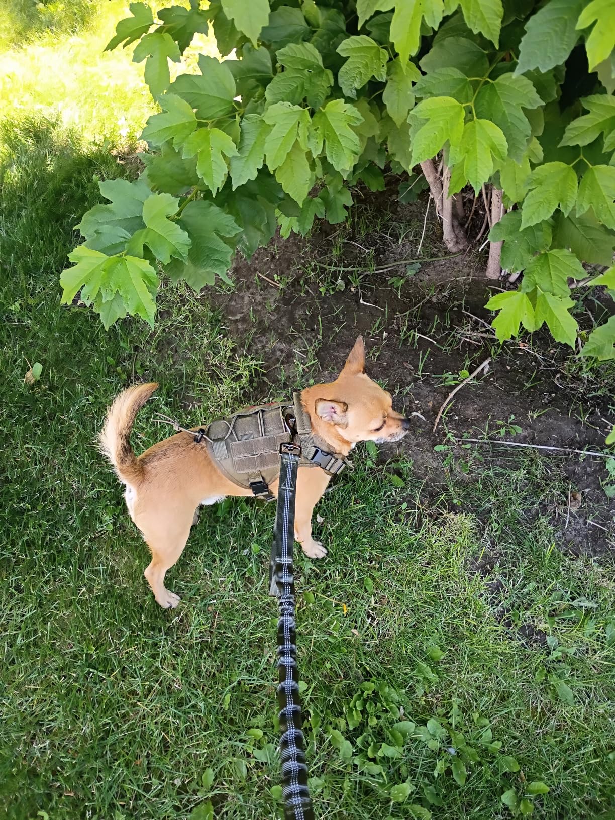 OneTigris Tactical Dog Harness, No-Pull Dog Vest with Leash Clips, Dog Harness Adjustable for Hiking Training Outdoor Dogs (Ranger Green, Medium) customer photo 1