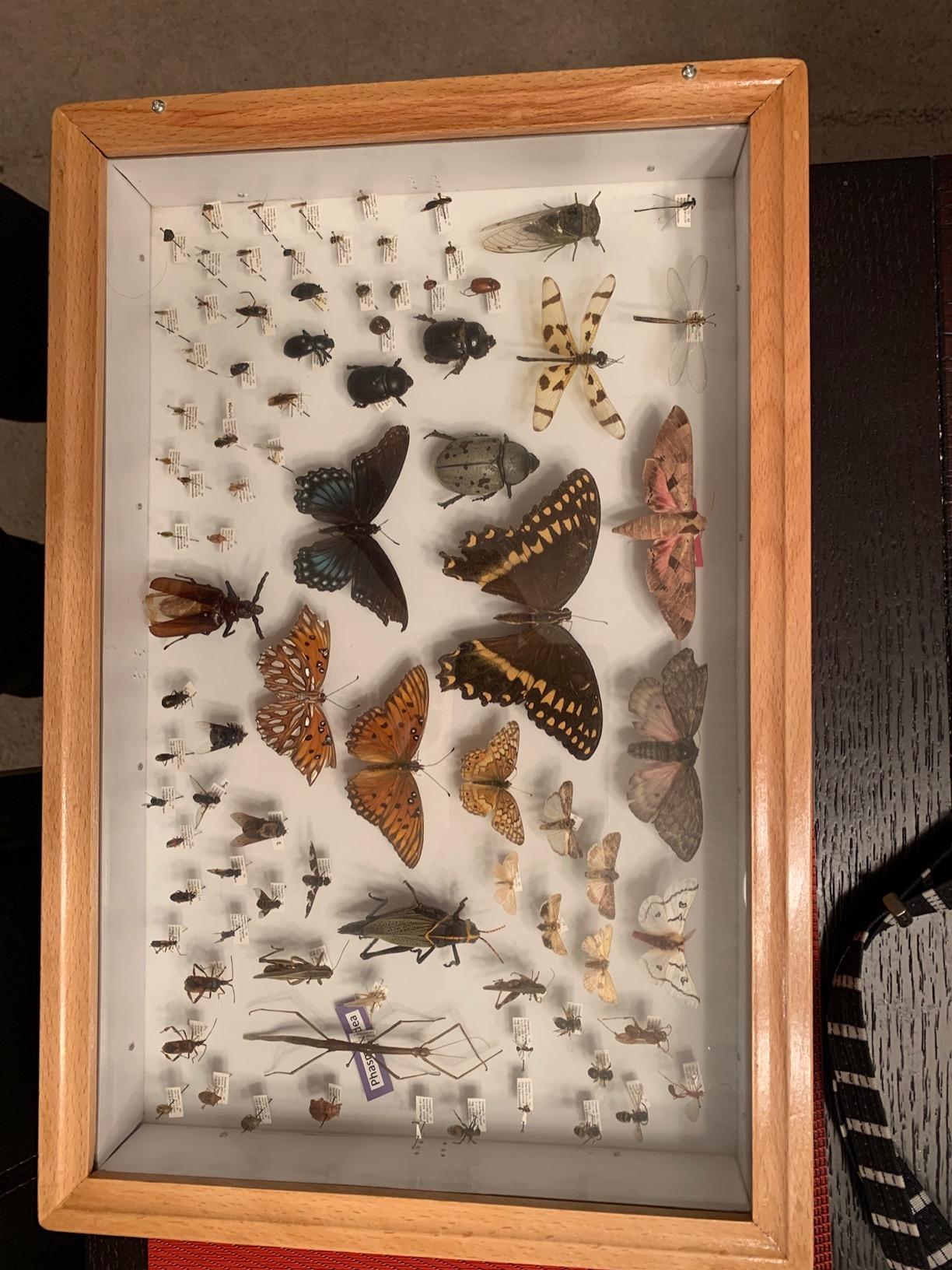 EISCO Insect Display Case, Shadowbox, Clear Lid, Natural Wood, 17.7x12x2.7 | Foam Lined for Delicate Specimens, Polished Wood Finish, Brass Latches, Ready Assembled customer photo 2