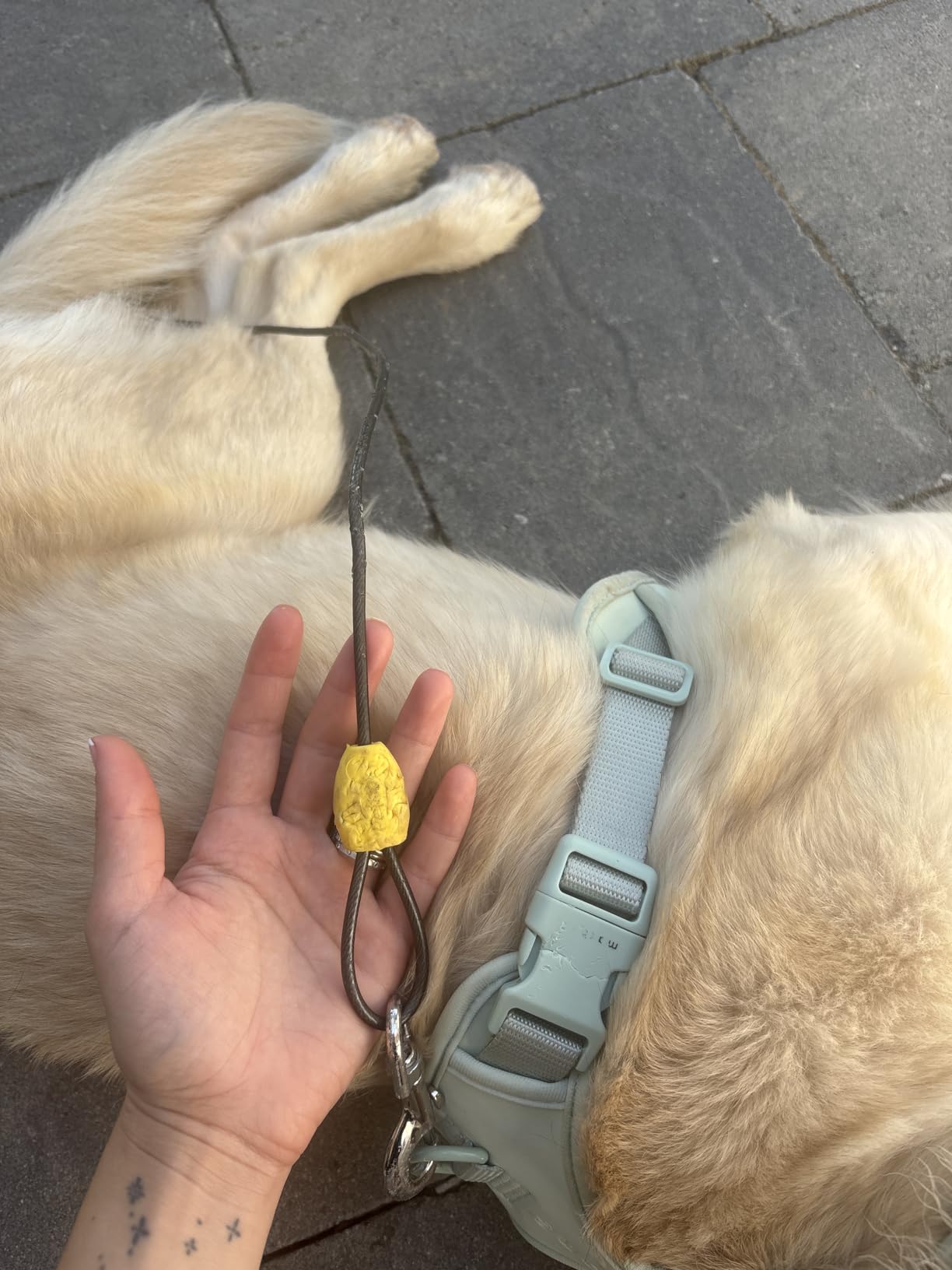 Dog Tie Out Runner for Yard Trolley System Heavy Duty Dog Run Cable Lead with Pulley Runner Line for Small Medium and Large Dogs customer photo 2