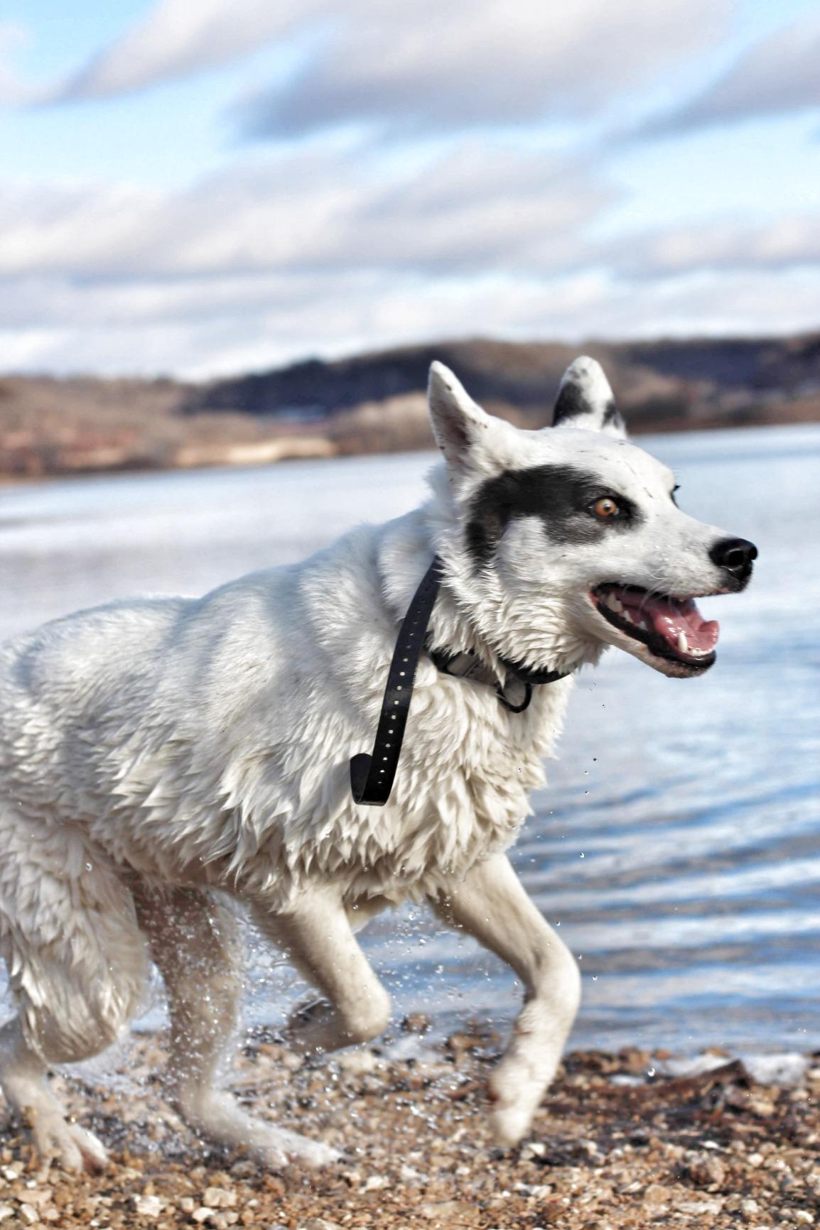 SportDOG SportHunter 1225X Remote Dog Trainer, 3/4 Mile Range | Tone/Vibration/21 Static Stimulation Levels, Waterproof, Expands to Train up to 3 Dogs with Purchase of Add-A-Dog Collars customer photo 1
