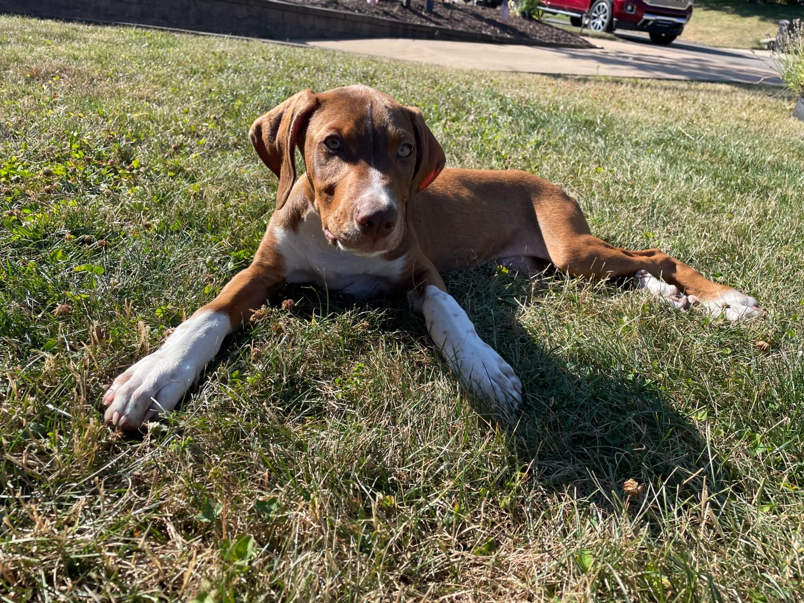 Embark Breed ID Dog DNA Test Kit - 400+ Breeds, 99% Breed Accuracy | Dog DNA testing kit for mixed breeds. Ancestry to great-grandparents, relative finder & family tree. Largest dog database. customer photo 1