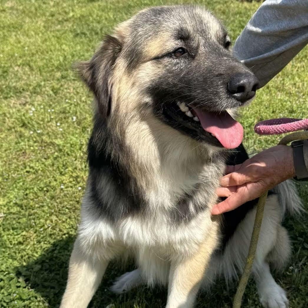 Embark Breed ID Dog DNA Test Kit - 400+ Breeds, 99% Breed Accuracy | Dog DNA testing kit for mixed breeds. Ancestry to great-grandparents, relative finder & family tree. Largest dog database. customer photo 2