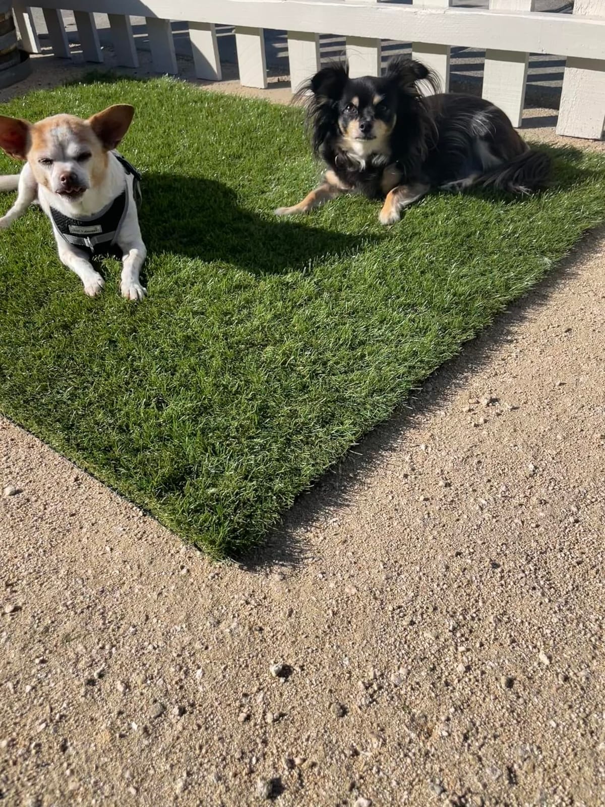 Petgrow 1.38Inch Realistic Artificial Grass Turf-5FTX10FT, Custom Size | Indoor Outdoor Garden Lawn Landscape Synthetic Grass Mat With Drainage Holes, Thick Fake Grass Party Wedding Christmas Rug customer photo 1