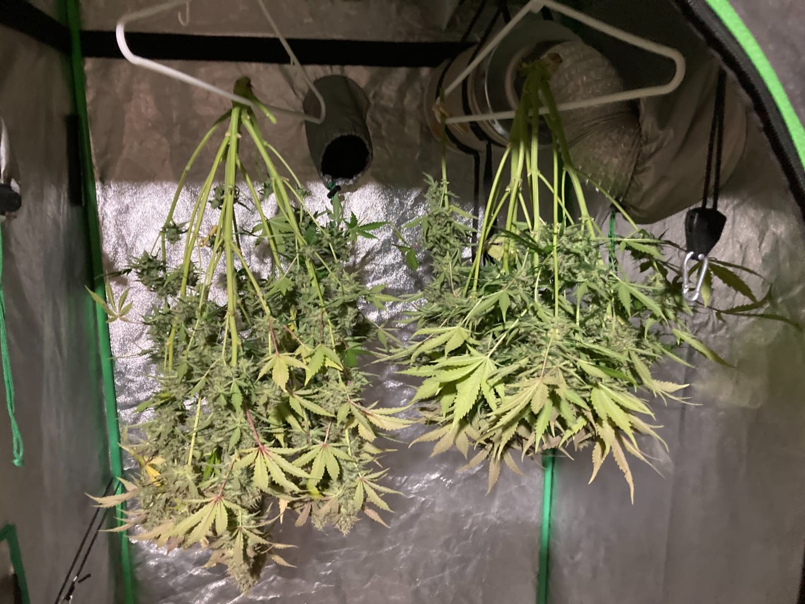 MARS HYDRO 300W TSW2000 Led Grow Light for Indoor Plants Seeding Veg Bloom customer photo 2