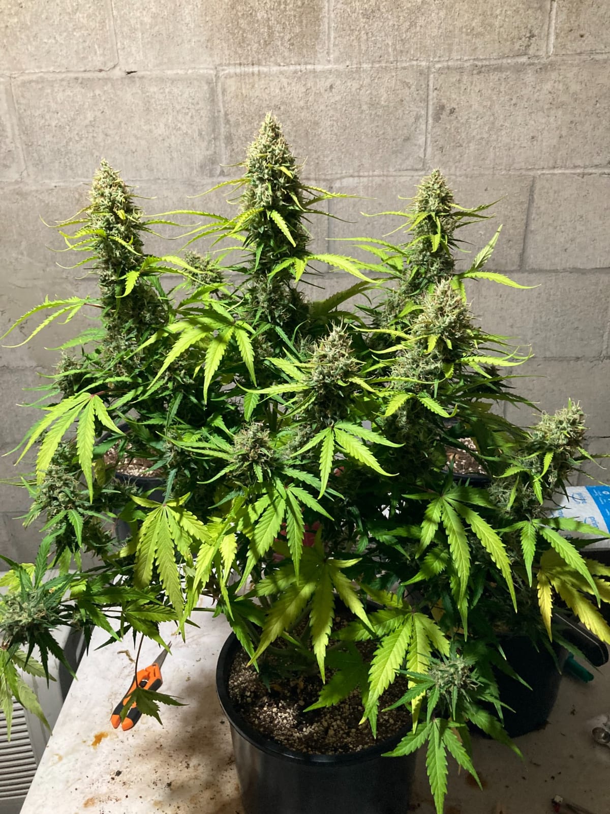 MARS HYDRO 300W TSL2000 Led Grow Lights for Indoor Plants | with Dimmable Daisy Chain Full Spectrum Patented Reflector Growing Lamps Seed Starting Veg Bloom in 4x2/5x3ft Grow Tent customer photo 2