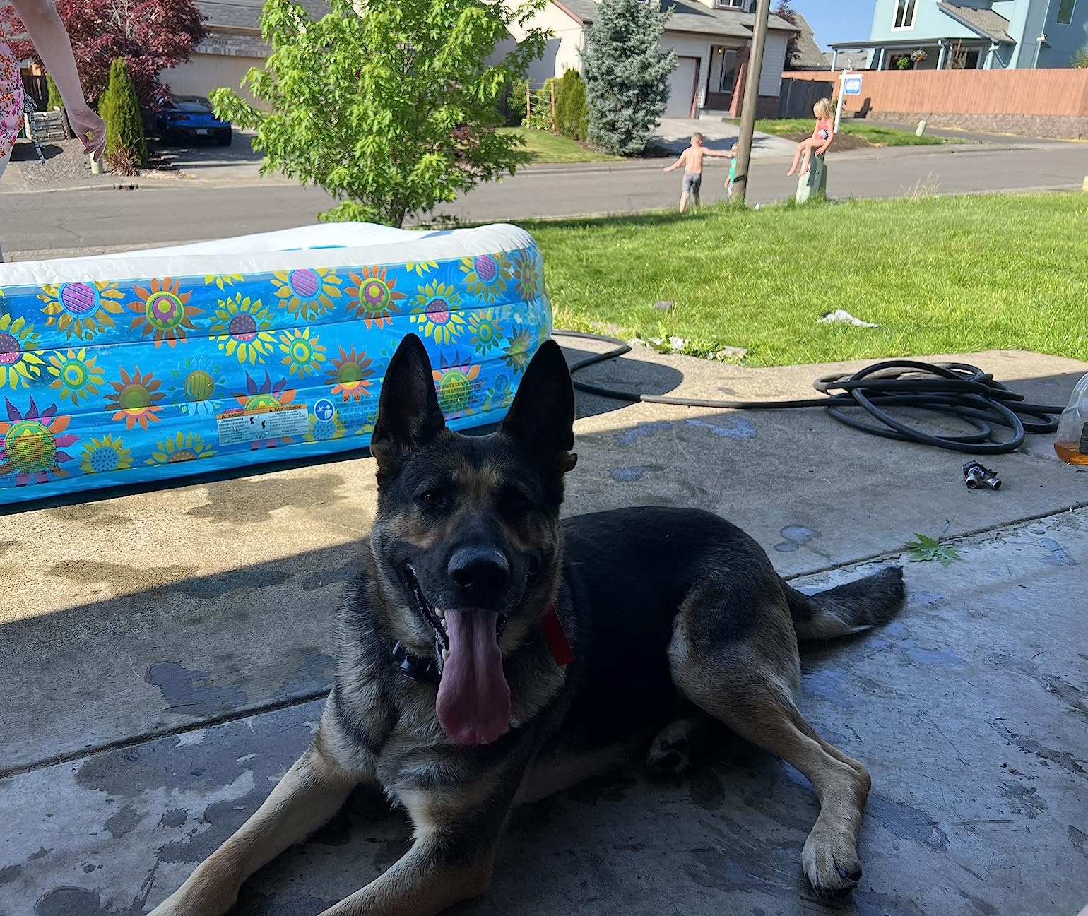PetSafe Basic In-Ground Fence, 2 Waterproof Collars, 4 Static Levels, 8lb+ | Tone-Only Mode Plus 4 Static Levels, Unlimited Collars Can Be Added, up to 2 Months Battery Life, DIY Install customer photo 2