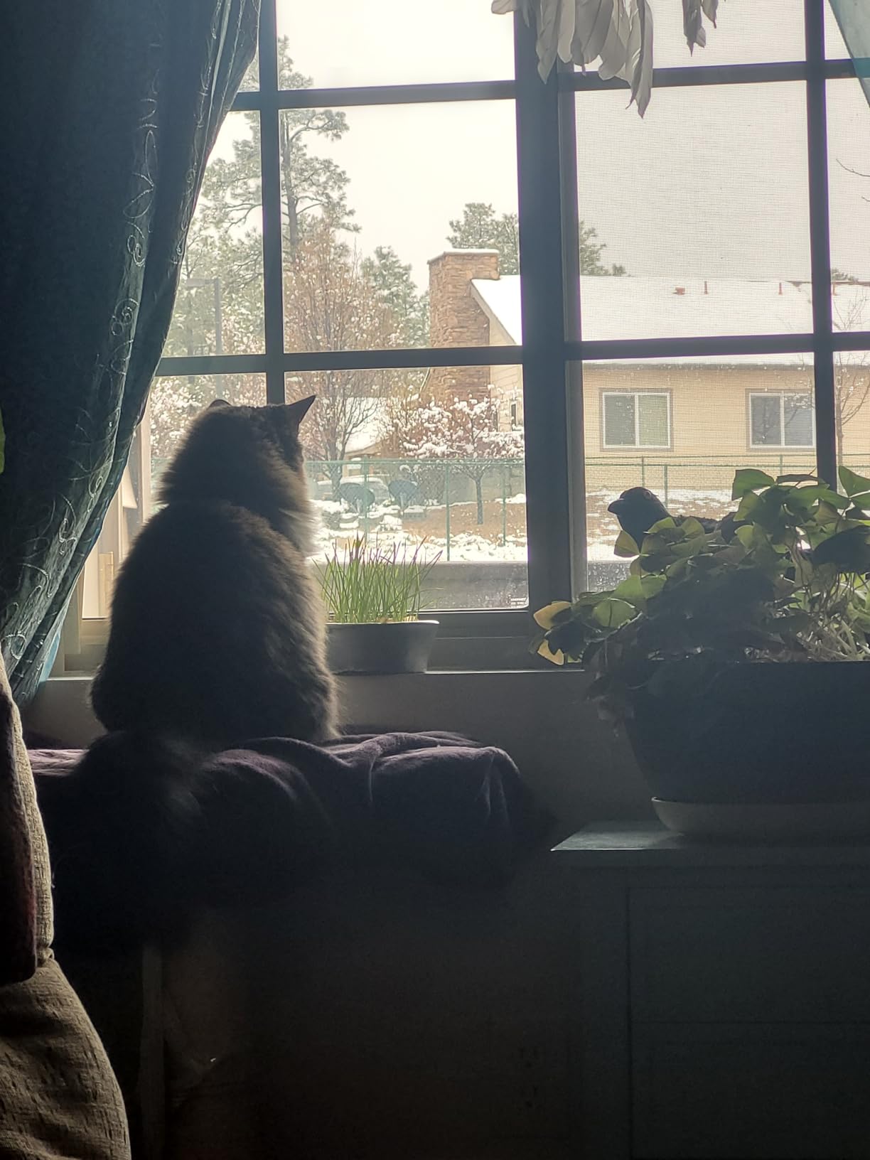 PetFusion Ultimate Cat Window Climbing Perch 45
